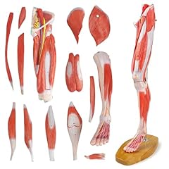 Evotech human leg for sale  Delivered anywhere in USA 
