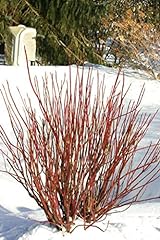 Red twig dogwood for sale  Delivered anywhere in USA 