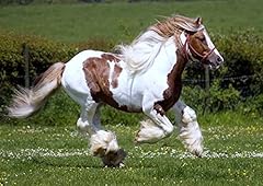 Poster cheval galop d'occasion  Livré partout en Belgiqu