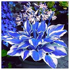 Flowering rhizome wedding for sale  Delivered anywhere in UK