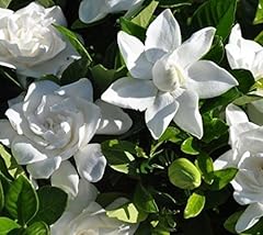 Summer snow gardenia for sale  Delivered anywhere in USA 