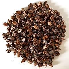 Natural brown pinecones for sale  Delivered anywhere in USA 