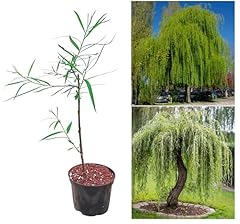 Willow tree pot for sale  Delivered anywhere in UK