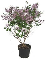 Syringa meyeri palibin gebraucht kaufen  Wird an jeden Ort in Deutschland