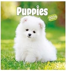 2024 kittens puppies for sale  Delivered anywhere in UK