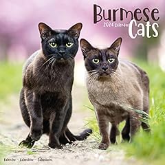 Cats burmese calendar for sale  Delivered anywhere in UK