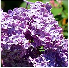Common lilac tree for sale  Delivered anywhere in UK