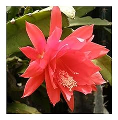 Disocactus ackermannii red for sale  Delivered anywhere in Canada