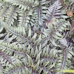 Yougarden athyrium ursula for sale  Delivered anywhere in UK