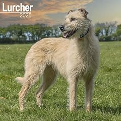 Lurcher 2025 square for sale  Delivered anywhere in UK