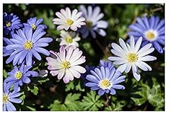 20x anemone blanda for sale  Delivered anywhere in UK