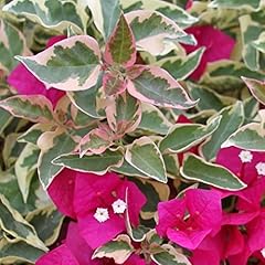 Pianta bougainvillea mini usato  Spedito ovunque in Italia 