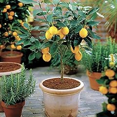Meyer lemon tree for sale  Delivered anywhere in USA 