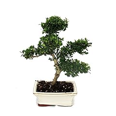 Exotenherz bonsai ilex gebraucht kaufen  Wird an jeden Ort in Deutschland
