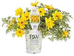 Proven winners bidens for sale  Delivered anywhere in USA 