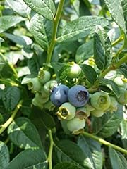 Reka blueberry plants for sale  Delivered anywhere in USA 