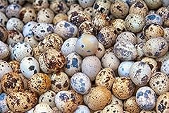 Fertile jumbo coturnix for sale  Delivered anywhere in USA 