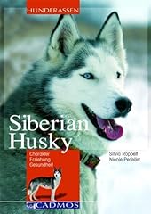 Siberian husky charakter d'occasion  Livré partout en Belgiqu