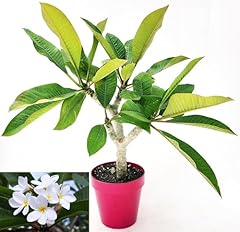 Powers flowers plumeria usato  Spedito ovunque in Italia 