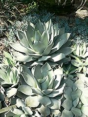 Agave parryi semi usato  Spedito ovunque in Italia 