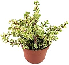 Fangblatt portulacaria afra gebraucht kaufen  Wird an jeden Ort in Deutschland