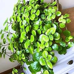 Plectranthus swedish ivy for sale  Delivered anywhere in USA 