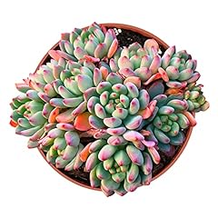 Rare succulent inch for sale  Delivered anywhere in USA 