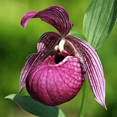 Zumari cypripedium flower for sale  Delivered anywhere in UK