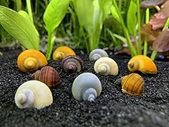 Shore aquatic llc for sale  Delivered anywhere in USA 