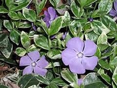 Vinca ralph shugart for sale  Delivered anywhere in UK