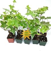 Jmbamboo english ivy for sale  Delivered anywhere in USA 