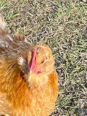 Generic organic fertile for sale  Delivered anywhere in USA 