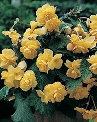 Pack begonia cascade for sale  Delivered anywhere in UK