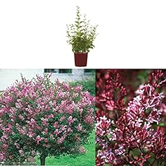 Syringa red pixie for sale  Delivered anywhere in UK