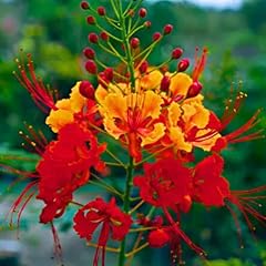 Red bird paradise for sale  Delivered anywhere in USA 