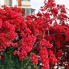 100 borsa bougainvillea usato  Spedito ovunque in Italia 