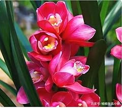 Cymbidium sp. 大花蕙兰 for sale  Delivered anywhere in USA 