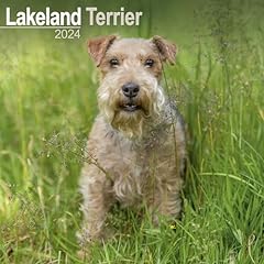 Lakeland terrier calendar for sale  Delivered anywhere in UK