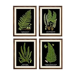 Fern art print for sale  Delivered anywhere in USA 