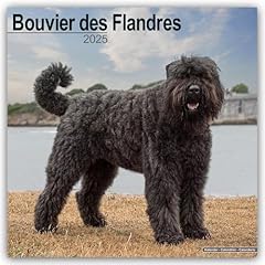 Bouvier des flandres for sale  Delivered anywhere in UK