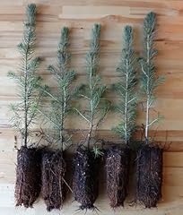 Norway spruce seedlings for sale  Delivered anywhere in USA 