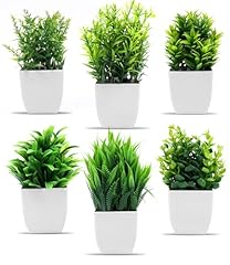 Cexovo piante succulente usato  Spedito ovunque in Italia 