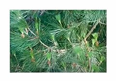 Pcs pinus pinea for sale  Delivered anywhere in UK