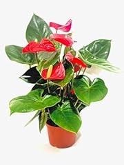 Generic anthurium plant for sale  Delivered anywhere in USA 