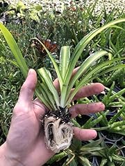 Hawaiian spider plant for sale  Delivered anywhere in USA 