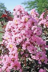 Rhapsody pink reblooming for sale  Delivered anywhere in USA 