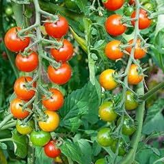 Set tomato plants for sale  Delivered anywhere in USA 