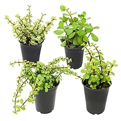 1qt portulacaria afra for sale  Delivered anywhere in USA 