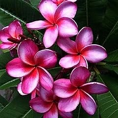 Luojuny plumeria samen gebraucht kaufen  Wird an jeden Ort in Deutschland