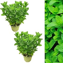 Large mint herb for sale  Delivered anywhere in Ireland